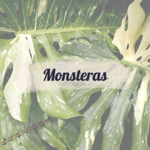Monsteras