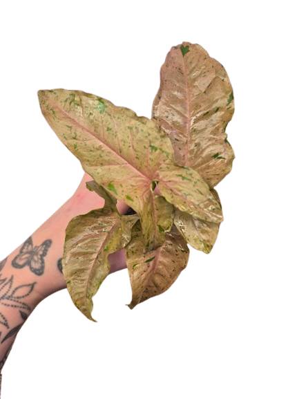 Syngonium ' Pink Pastel' #01