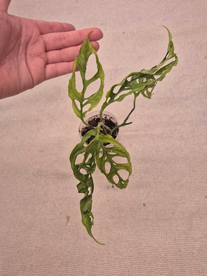 Monstera Obliqua #10