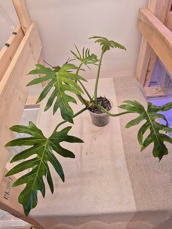 Philodendron 'Radiatum' Variegata #PRV01