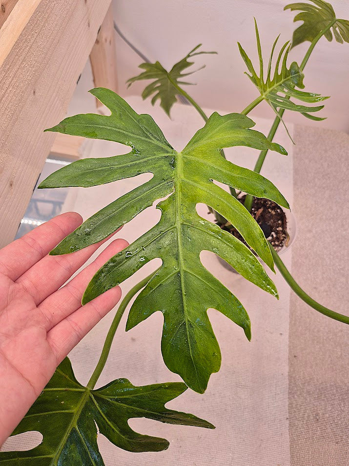 Philodendron 'Radiatum' Variegata #PRV01