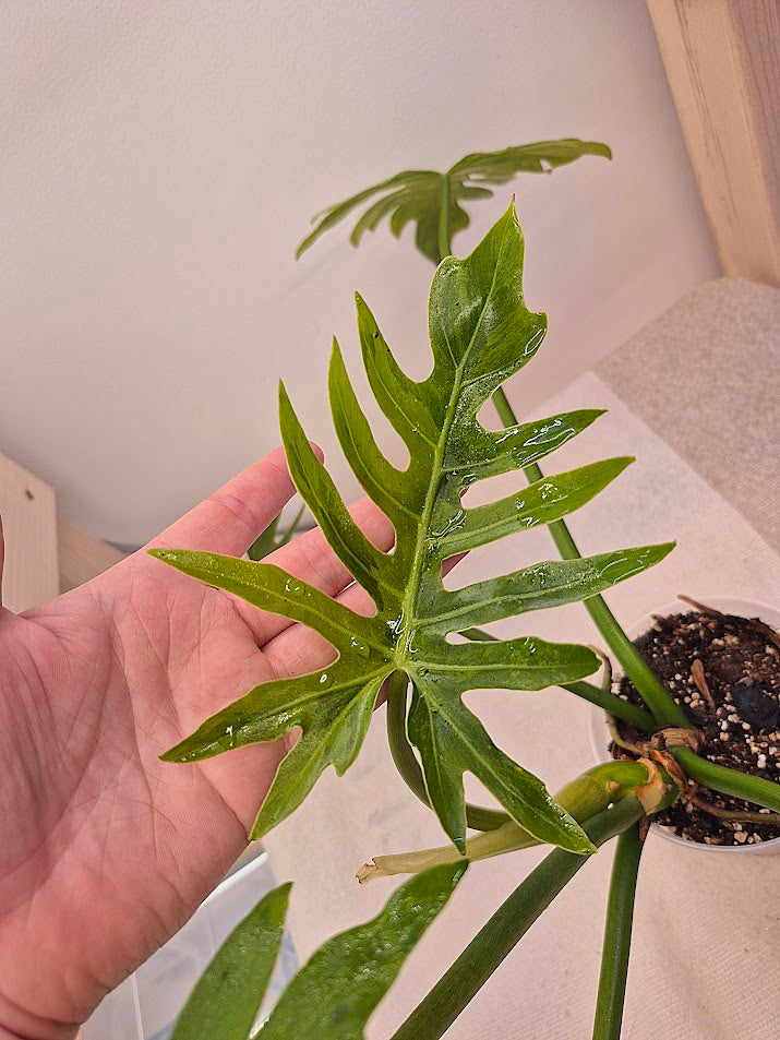 Philodendron 'Radiatum' Variegata #PRV01
