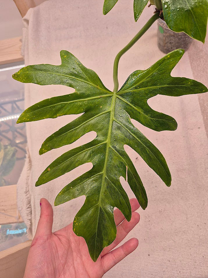 Philodendron 'Radiatum' Variegata #PRV01