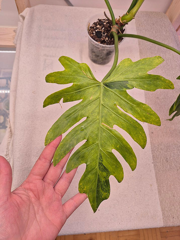 Philodendron 'Radiatum' Variegata #PRV01