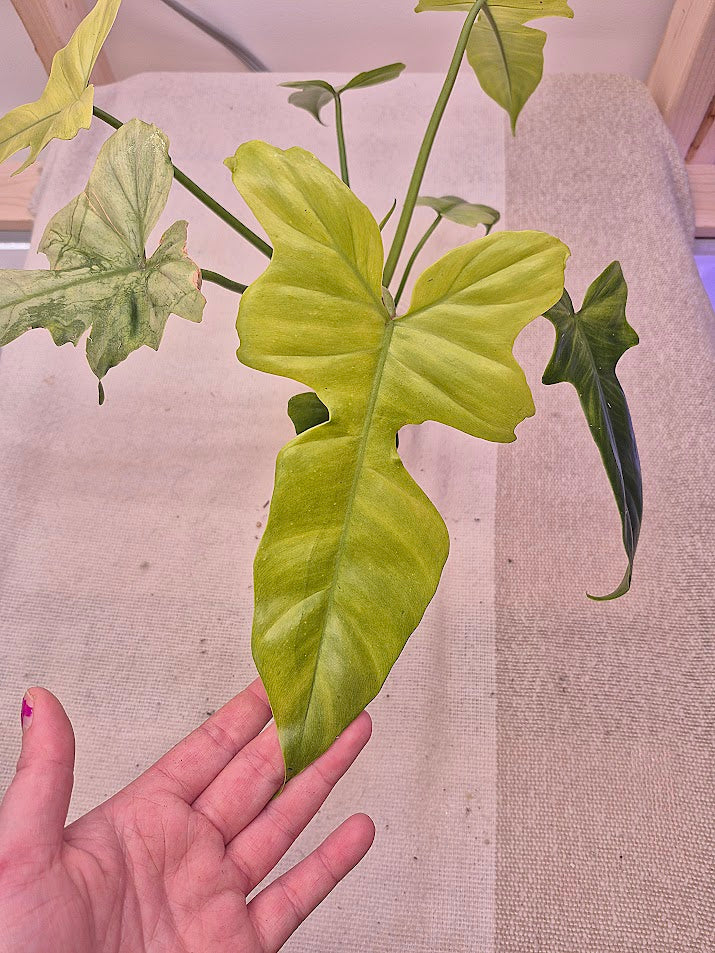 Philodendron 'Golden Dragon Mint' #01