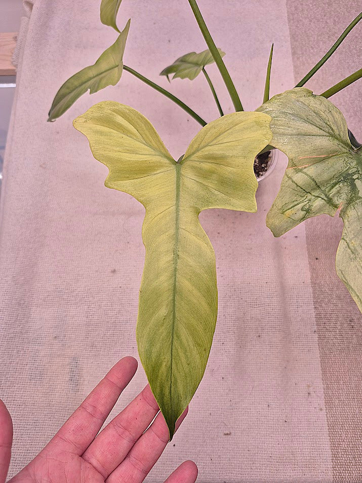 Philodendron 'Golden Dragon Mint' #01