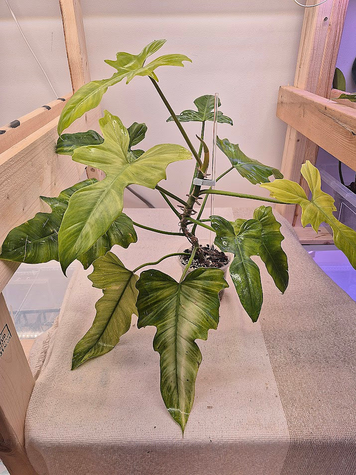 Philodendron 'Golden Dragon Mint' #02