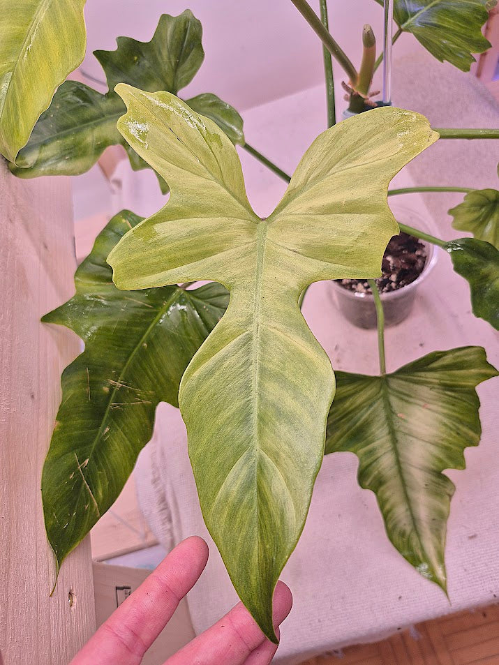 Philodendron 'Golden Dragon Mint' #02