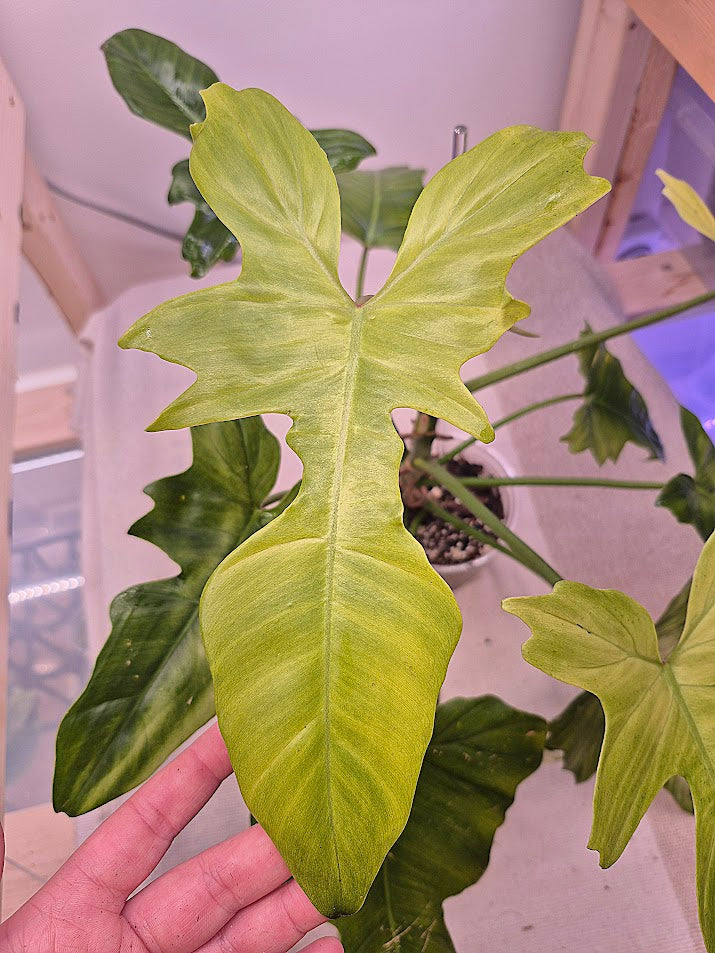 Philodendron 'Golden Dragon Mint' #02