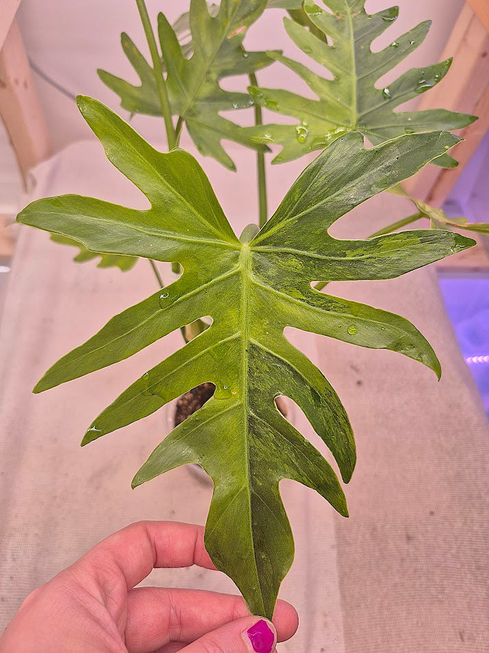 Philodendron 'Radiatum' Variegata #03