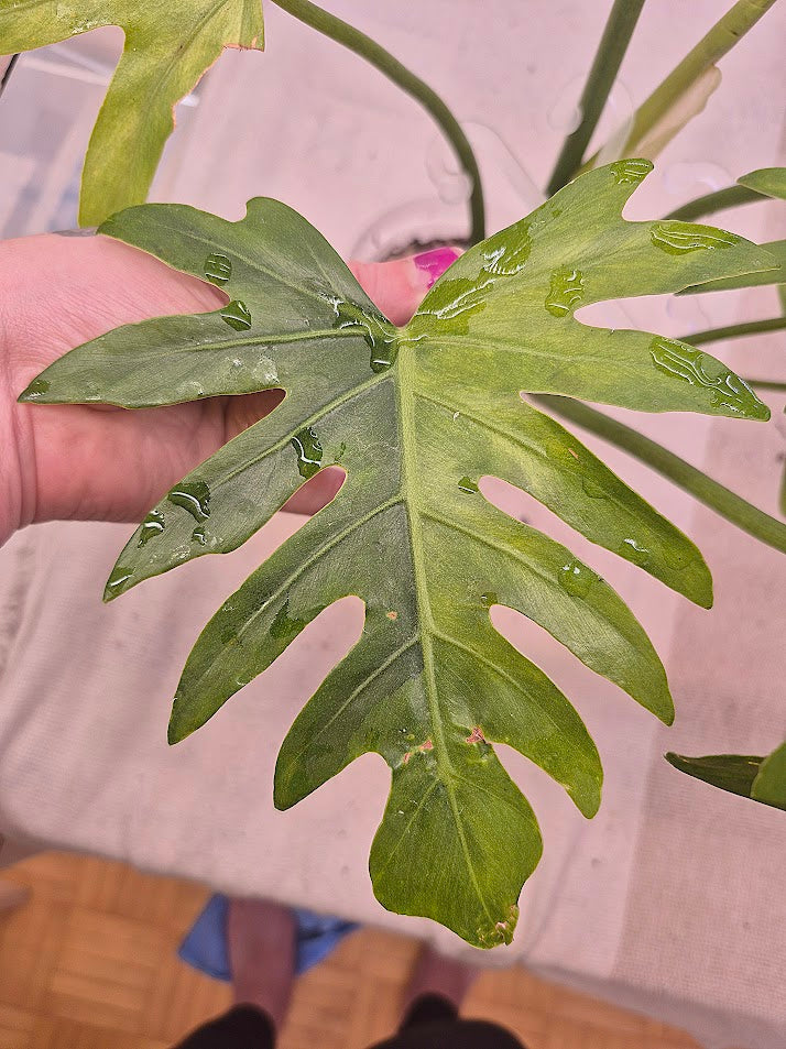 Philodendron 'Radiatum' Variegata #03