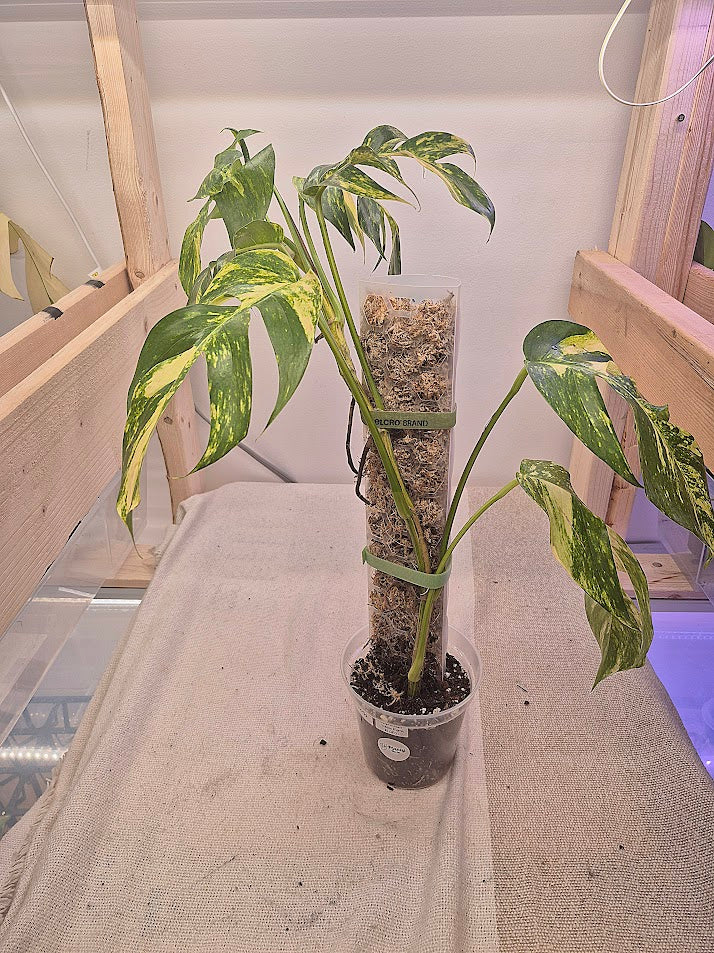 Epipremnum 'Golden Flame' #EGF01