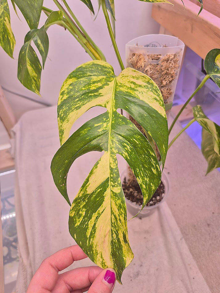 Epipremnum 'Golden Flame' #EGF01