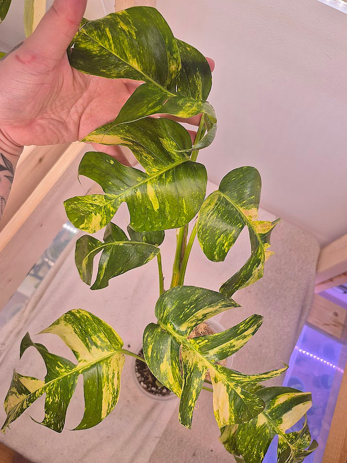 Epipremnum 'Golden Flame' #EGF01
