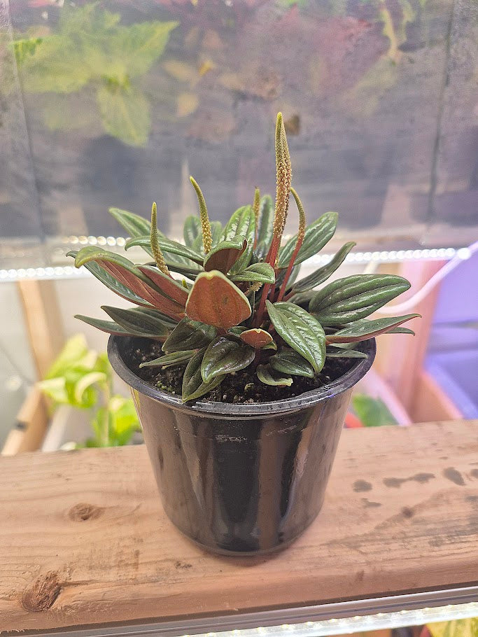 Peperomia 'Rosso'