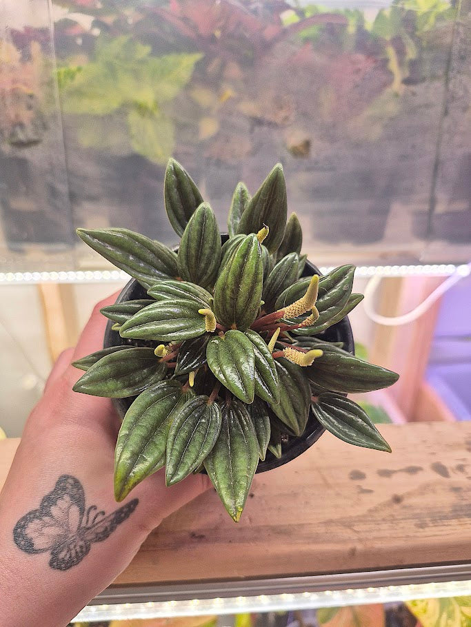 Peperomia 'Rosso'
