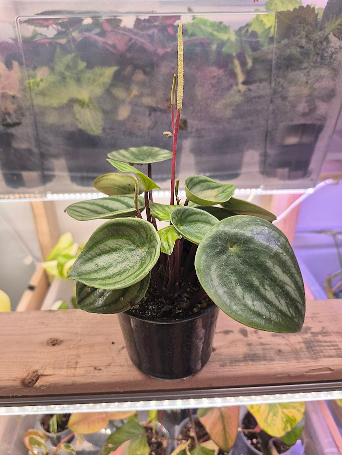 Peperomia 'Watermelon'