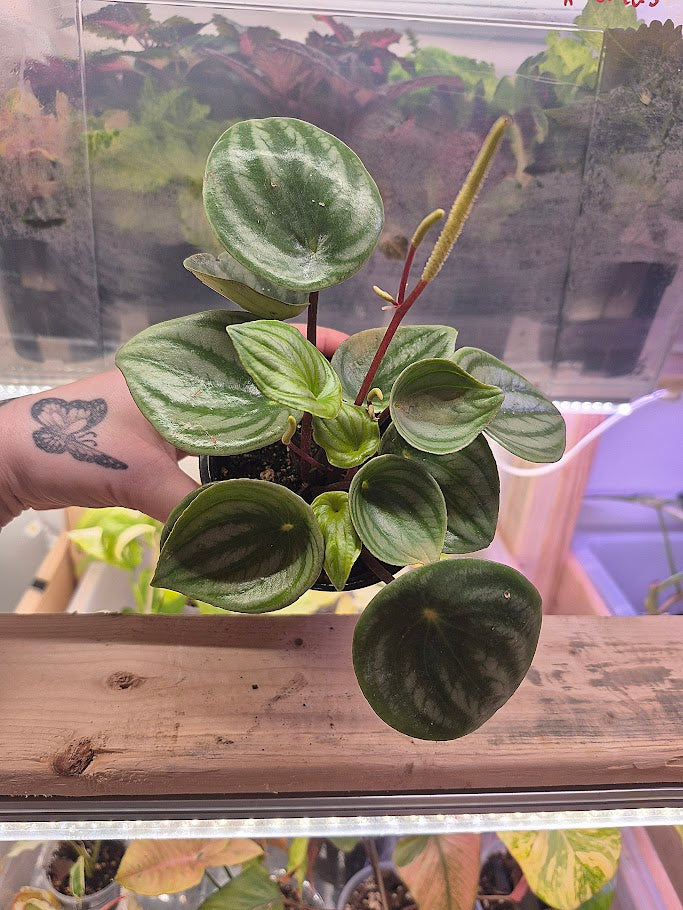 Peperomia 'Watermelon'