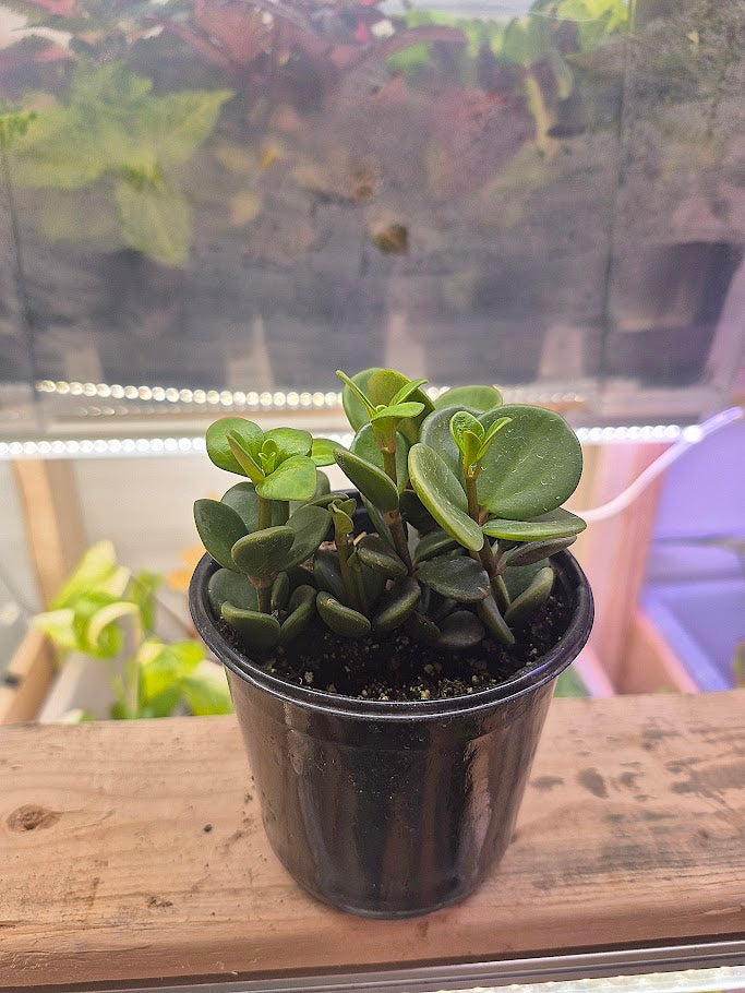Peperomia 'Hope'