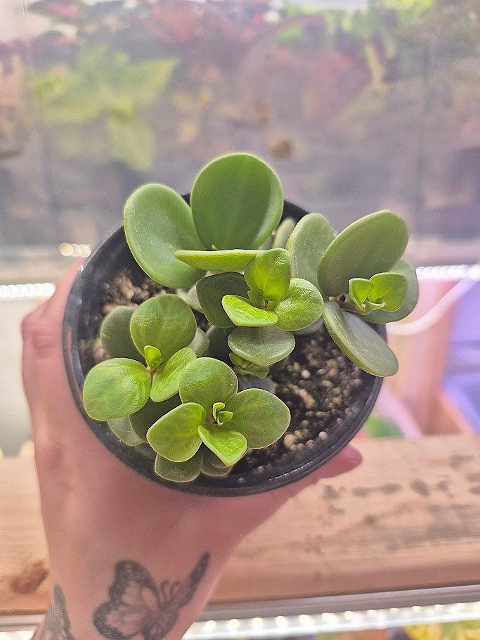 Peperomia 'Hope'