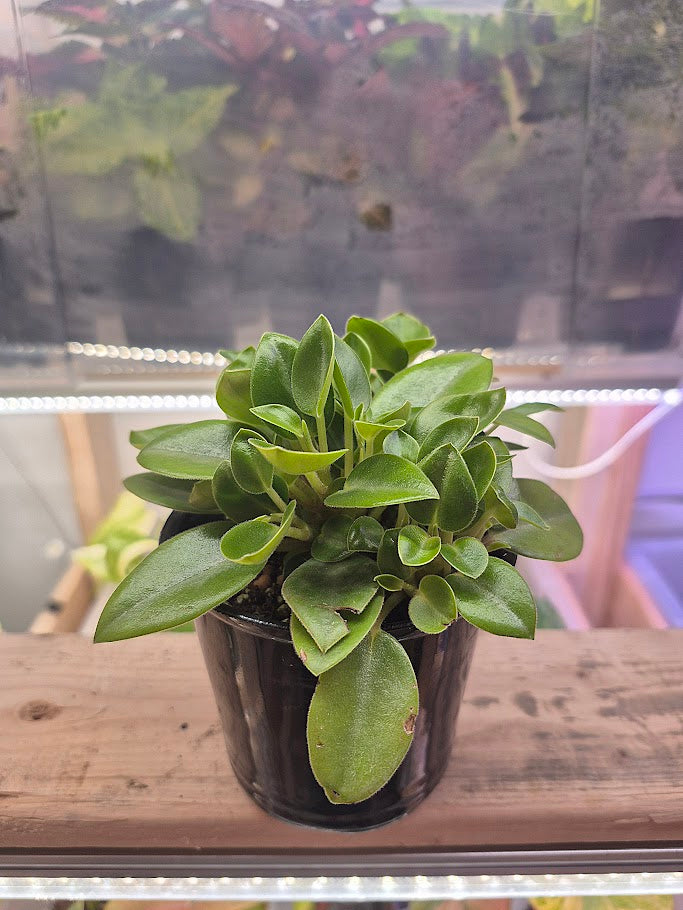 Peperomia 'Pixie'