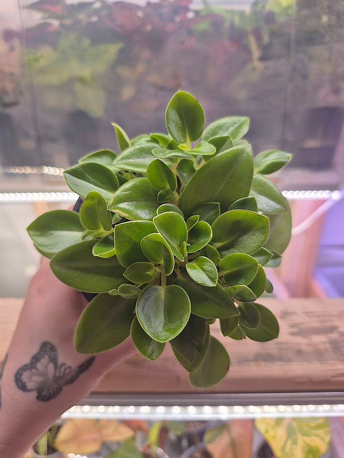 Peperomia 'Pixie'