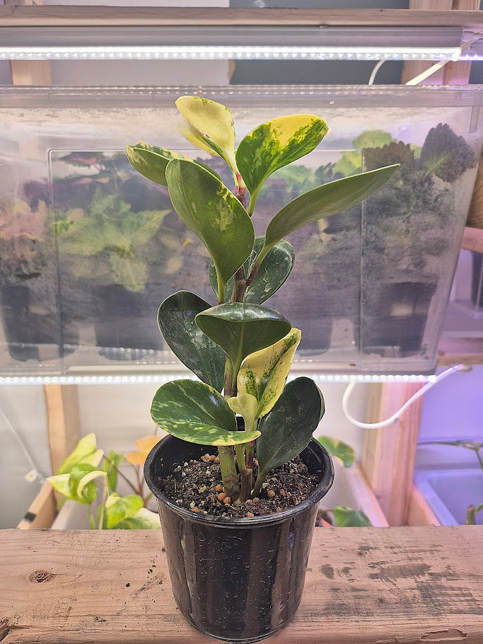 Peperomia 'Obtusifolia' Variegata