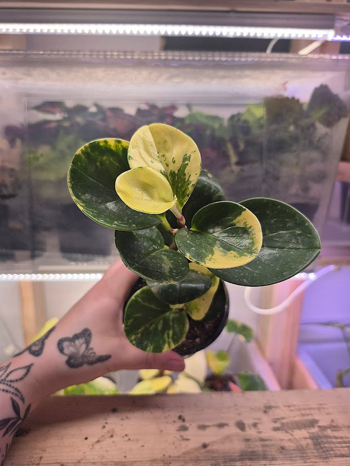Peperomia 'Obtusifolia' Variegata