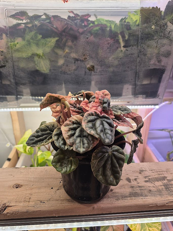 Peperomia 'Caperata Pink Lady'