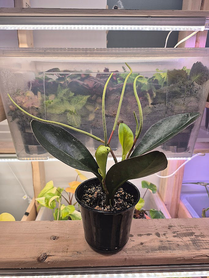 Peperomia 'Obtusifolia red margin'