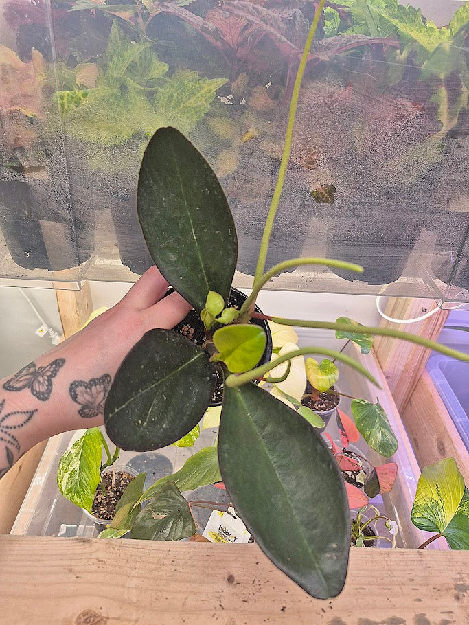 Peperomia 'Obtusifolia red margin'