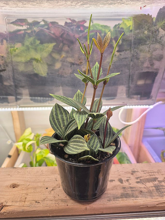 Peperomia 'Iron Cross'