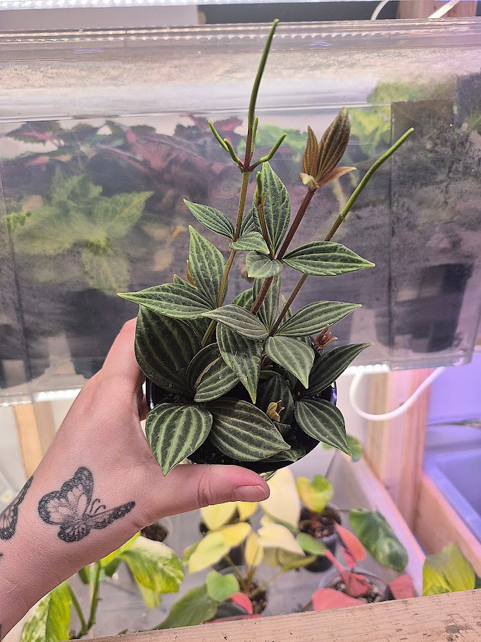 Peperomia 'Iron Cross'