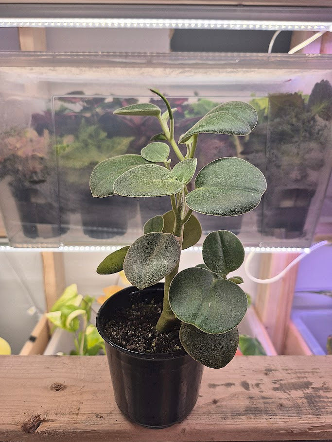 Peperomia 'Incana'