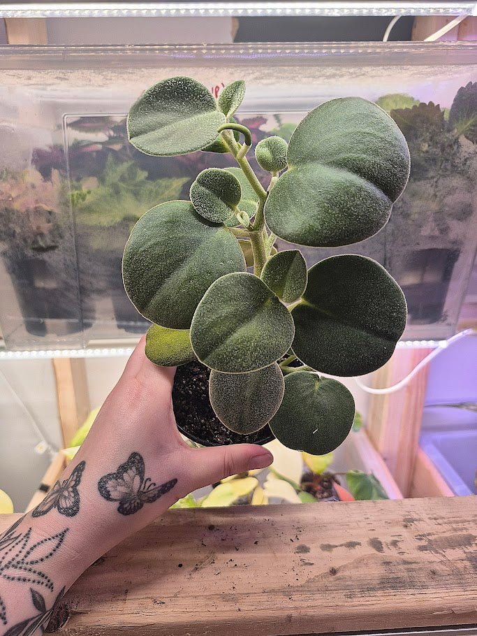 Peperomia 'Incana'