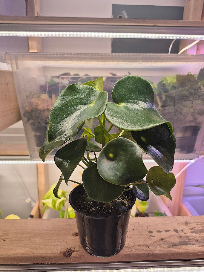 Peperomia 'Rain Drop'