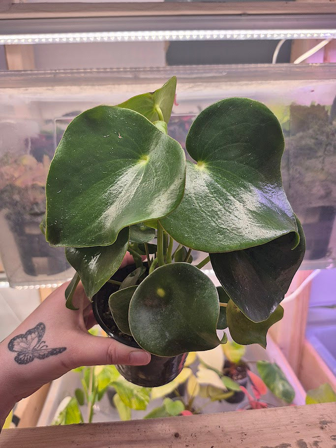 Peperomia 'Rain Drop'