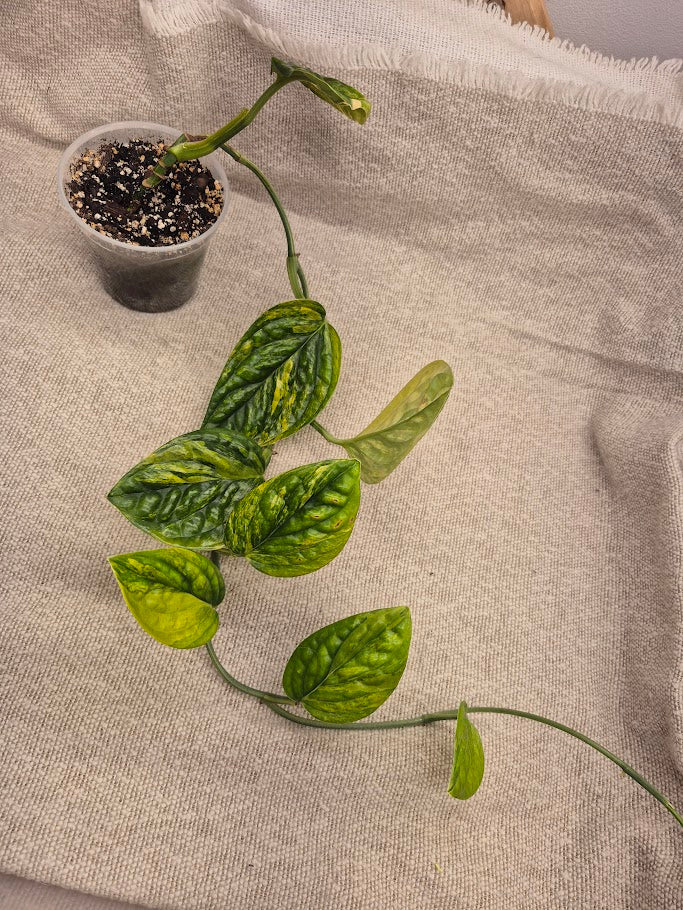 Monstera Peru #11