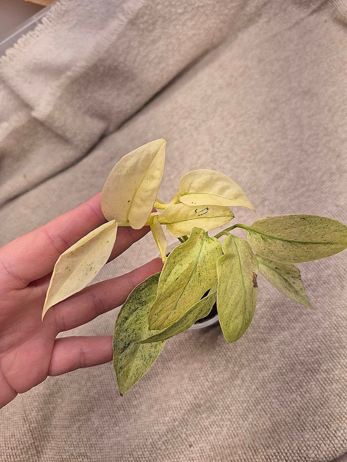Monstera 'Laniata' Mint #MLM04