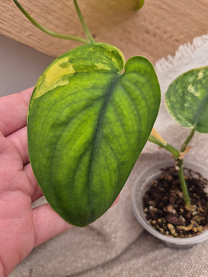 Scindapsus Jade Satin Var. #JSV1