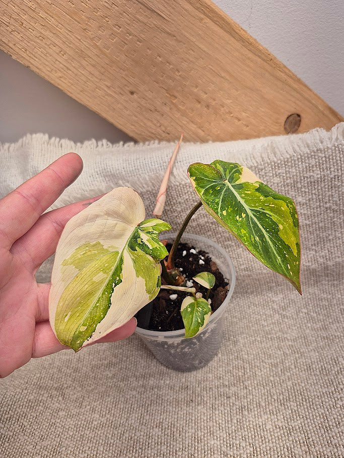 Philodendron 'Gloriosum' Tricolore #PGT02