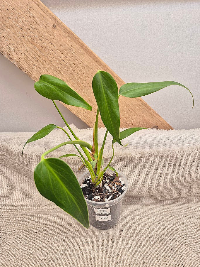 Monstera 'Burle Marx Flame' #MBMF01