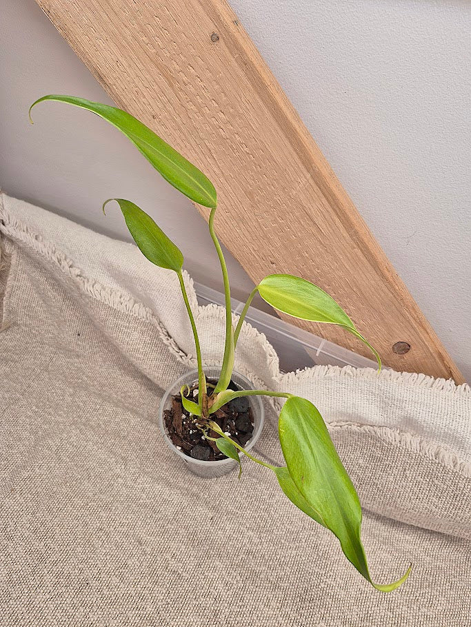 Monstera 'Burle Marx Flame' #MBMF05