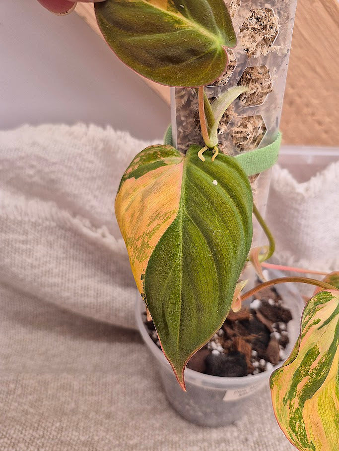 Philodendron 'Pink Micans' Var #MP09