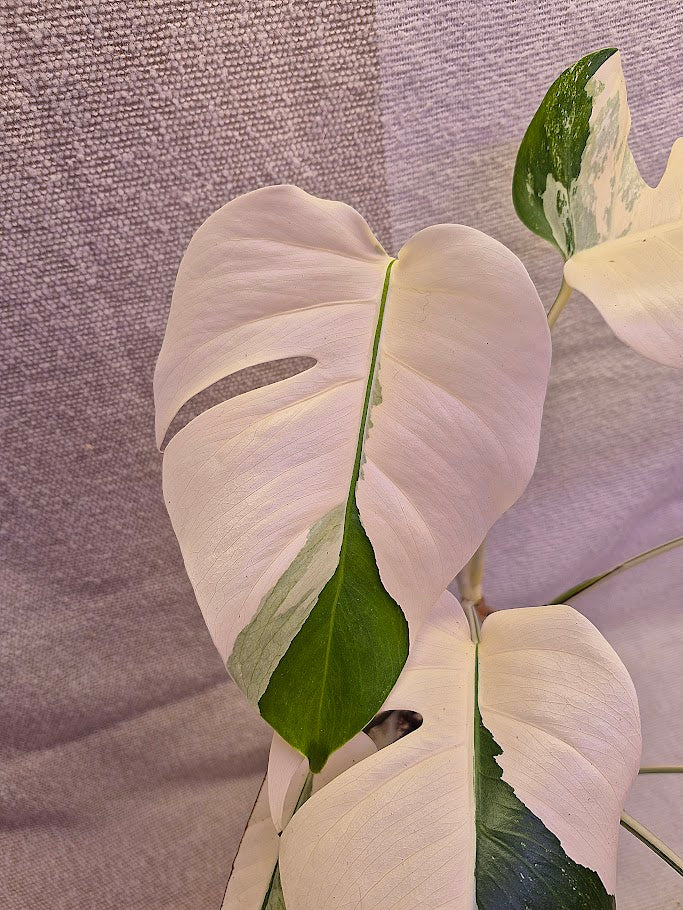 Monstera Albo #28