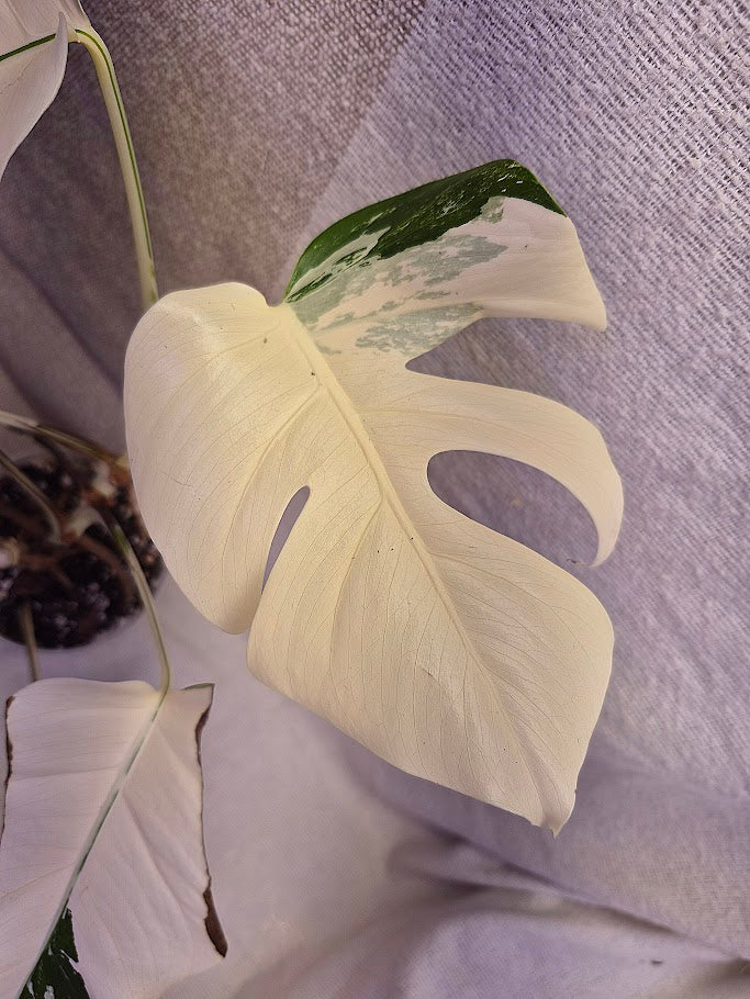Monstera Albo #28