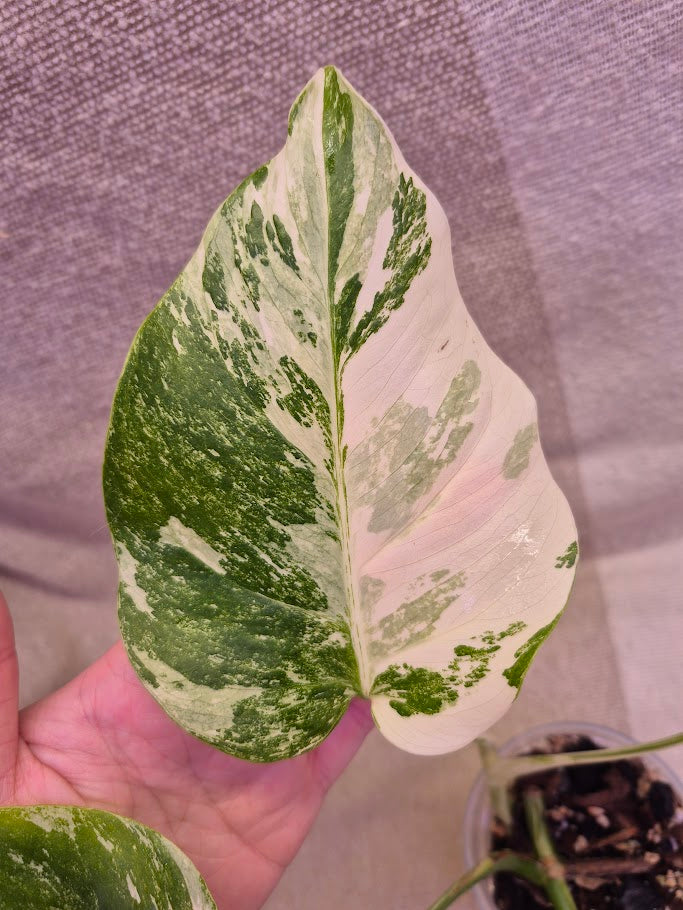 Monstera Albo #PMA21