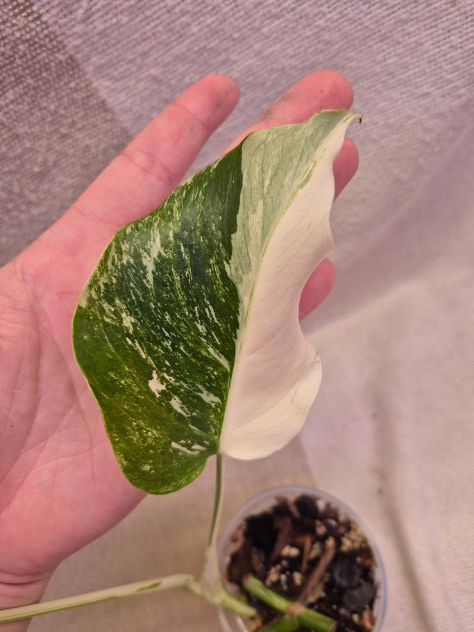 Monstera Albo #PMA21