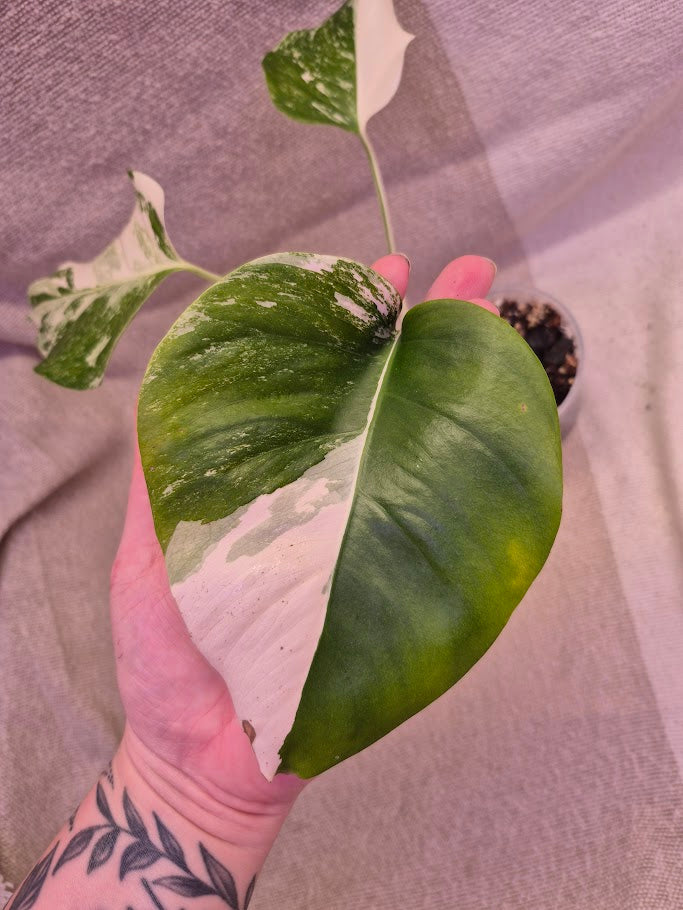 Monstera Albo #PMA21
