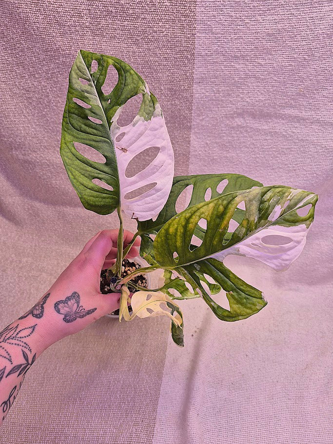 Monstera Adansonii Albo #MAA10